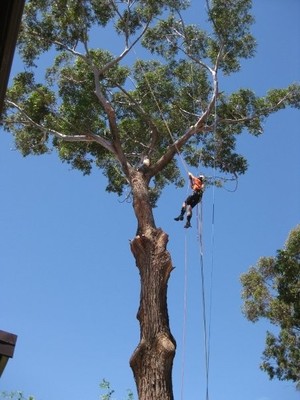 The Tree Firm Pic 4 - The Tree Firm Tree Removal Perth