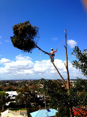 The Tree Firm Pic 5 - The Tree Firm Tree Removal Perth