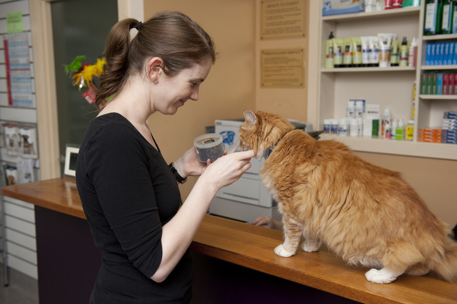 Diamond Valley Vet - Montmorency Pic 1 - Dr Sarah giving our clinic cat Lenny a treat