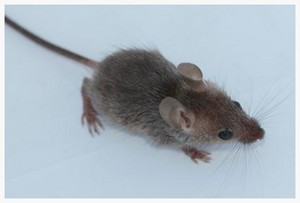 Hills Commercial Pest Control Pic 2 - Mouse