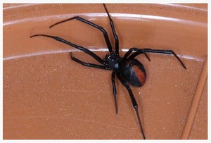 Hills Commercial Pest Control Pic 3 - Red Back Spider