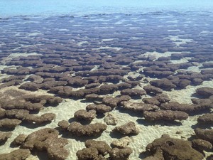 Panorama Guest Holiday House Pic 3 - Visit the world famous Stromatolites and learn of their importance