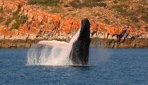 Kimberley Expeditions Pic 5 - Whale Watching