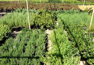 Hillview Nursery VIC Pty Ltd Pic 3 - Nursery natives exotics grasses flax hedging plants