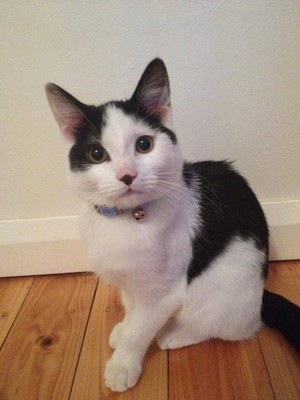 Paws Amp Claws Adoptions In Parkside Adelaide Sa Pet