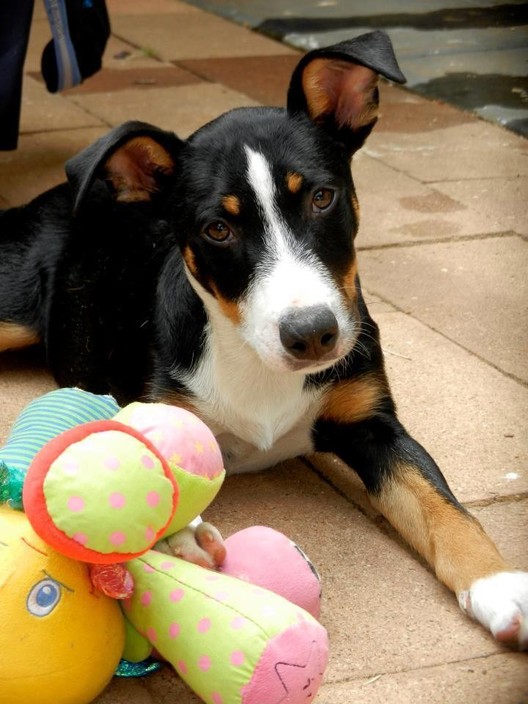 Paws & Claws Adoptions in Parkside, Adelaide, SA, Pet Shops TrueLocal Paws & Claws Adoptions in Parkside, Adelaide, SA, Pet Shops TrueLocal