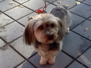 Dog Grooming Reviews Adelaide Dog Grooming Reviews Adelaide