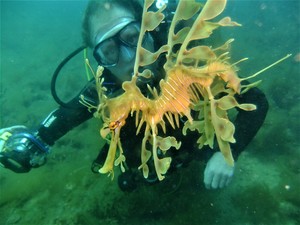 NB SCUBA Pic 3