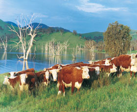 Wappan Station Pic 1 - Wappan Station Cows