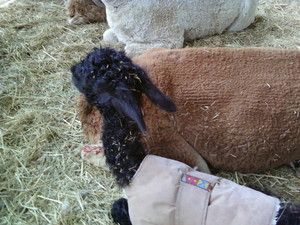 Surtierra Alpaca Stud Pic 3 - Princess Rayya sheltered from the cold 2 hrs old