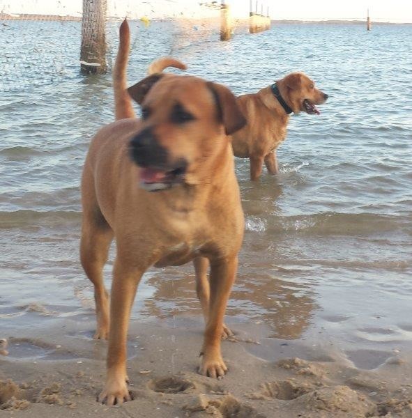 Pawsome Pet Services Pic 1 - Fun at the beach