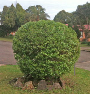 all seasons gardening and home maintenance services Pic 2 - Pruning