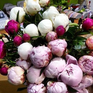 Hanging Basket Florist Pic 4 - Rockingham Florist Peonies