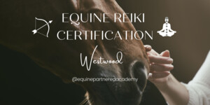 Westwood Adventures Pic 4 - Equine Reiki Certification Learn Reiki in Adelaide Reiki Adelaide Horse Therapy Animal Communication Adelaide Animal Communication