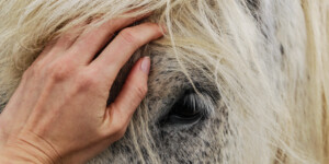 Westwood Adventures Pic 3 - Horse lessons Equestrian Horseriding Adelaide Equine Reiki Horse Retreats Adelaide Horse Therapy Horse Retreats South Australia