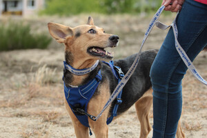 Zigzag Pet Store Pic 3 - Truelove Collar Lead and Harness