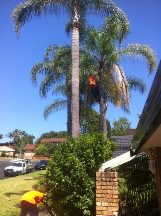 Raptor Tree Service Pic 1