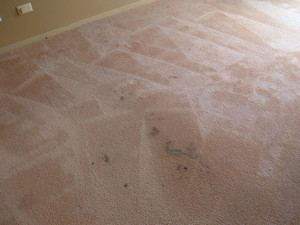 Aussie Blue Carpet and Upholstery Cleaning Pic 2