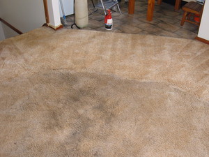 Aussie Blue Carpet and Upholstery Cleaning Pic 3