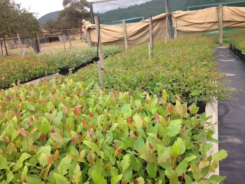 Danganelly Native Plant Nursery Pic 1 - Prime Eucalyptus tubes 4 months old ready for sale