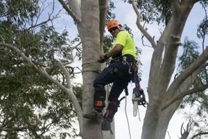 Virtue Tree Services & Mowing Pic 3