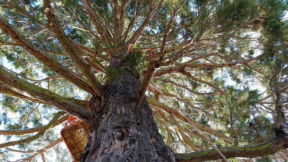 Arborimage Pic 1