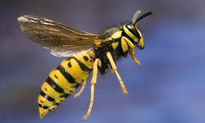 After Hours Pest Control Melbourne Pic 5 - European Wasp