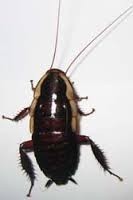 After Hours Pest Control Melbourne Pic 3 - Native Bush Cockroach