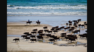 KERRIMUIR BUTCHERS Pic 4 - CAPE GRIM BEEF TASMANIA CATTLE OUT FOR THEIR AFTERNOON STROLL ALONG THE PRISTINE SHORELINES