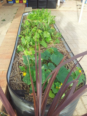 Kid'N About, Outside School Hours Family Day Care. Pic 4 - Our Veggie gardens help feed our Guinea Pigs and Us