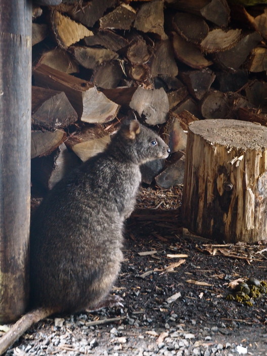 Peppers Cradle Mountain Lodge Pic 1 - Wildlife outside cabin