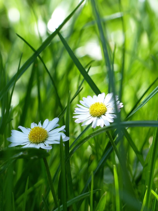 Integrative Well Being Practitioner Pic 2 - Integrative Well Being Practitioner