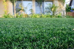 Perth Turf Pic 5 - Perth Synthetic Grass