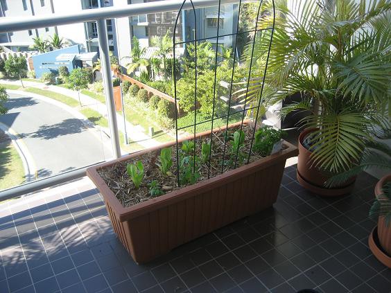 thevegepatchman Pic 1 - balcony vege gardens