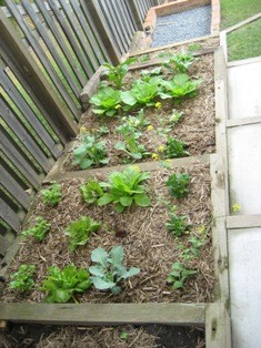 thevegepatchman Pic 3 - in ground veg gardens