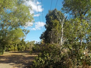 Tiger Contracting Pic 3 - Service and Power line Pruning