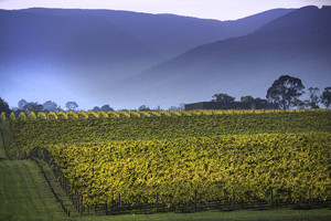 Yarra Valley Official Visitors Website Pic 3 - Wine field Yarra Valley