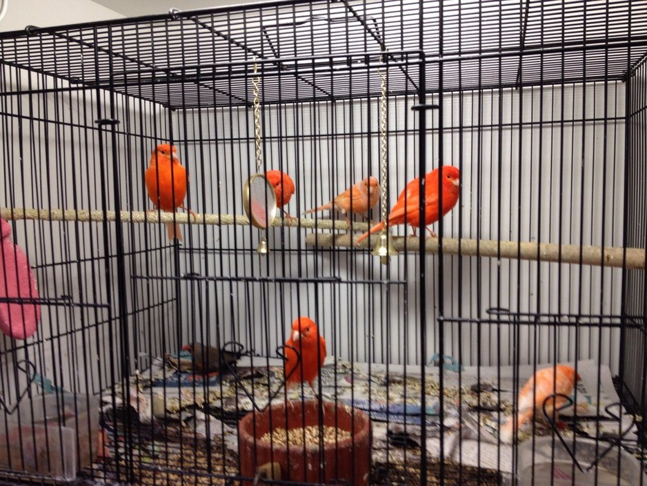 Pets Domain Pic 2 - Beautiful bright red canaries