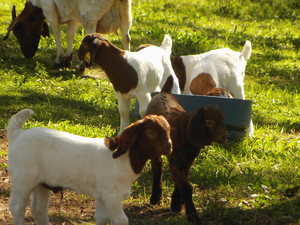 Haybrook Boers Goat Stud Pic 3 - a few of our recent additions at haybrook boers