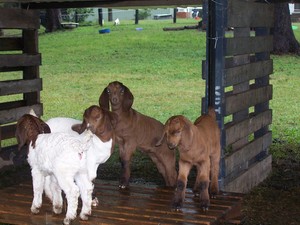 Haybrook Boers Goat Stud Pic 2 - latest babies born june 08