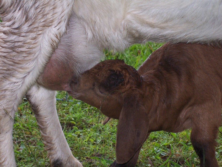 Haybrook Boers Goat Stud Pic 1 - you get that into you son make you grow up big and strong