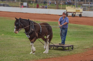 Gatton Heavy Horses Pic 5