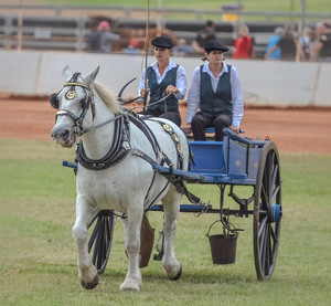 Gatton Heavy Horses Pic 4