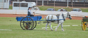 Gatton Heavy Horses Pic 3