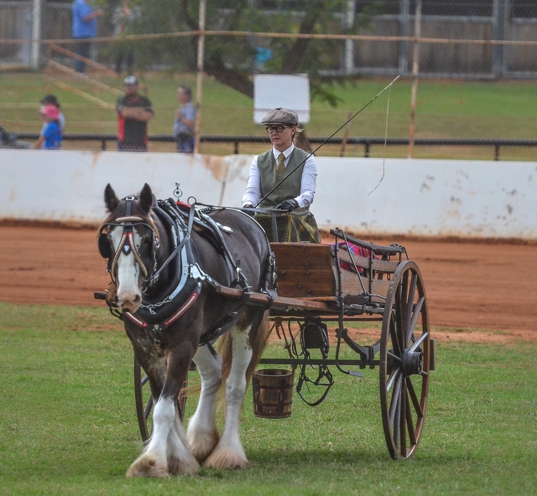 Gatton Heavy Horses Pic 1