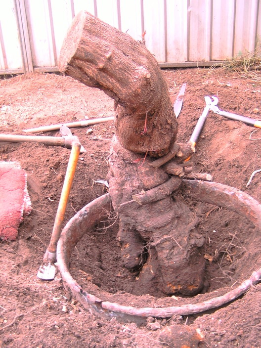 Les & Oscar's House Yard & Garden Pic 1 - Huge vine root being dug out Lorn NSW