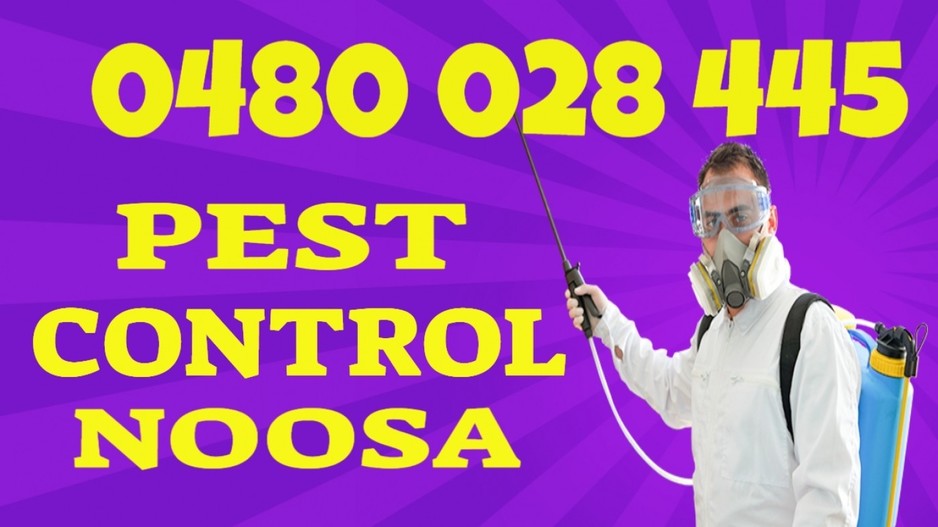 Pest Control Noosa Pic 2