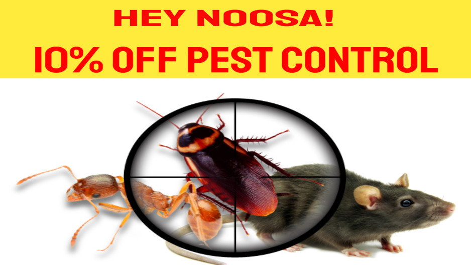 Pest Control Noosa Pic 1 - 10 OFF PEST CONTROL