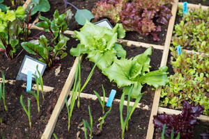 Stanbridge Gardens Pic 2 - Grow your own food