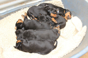 Pradadobes Doberman Puppies Pic 3 - Newborn purebred doberman pups available at times